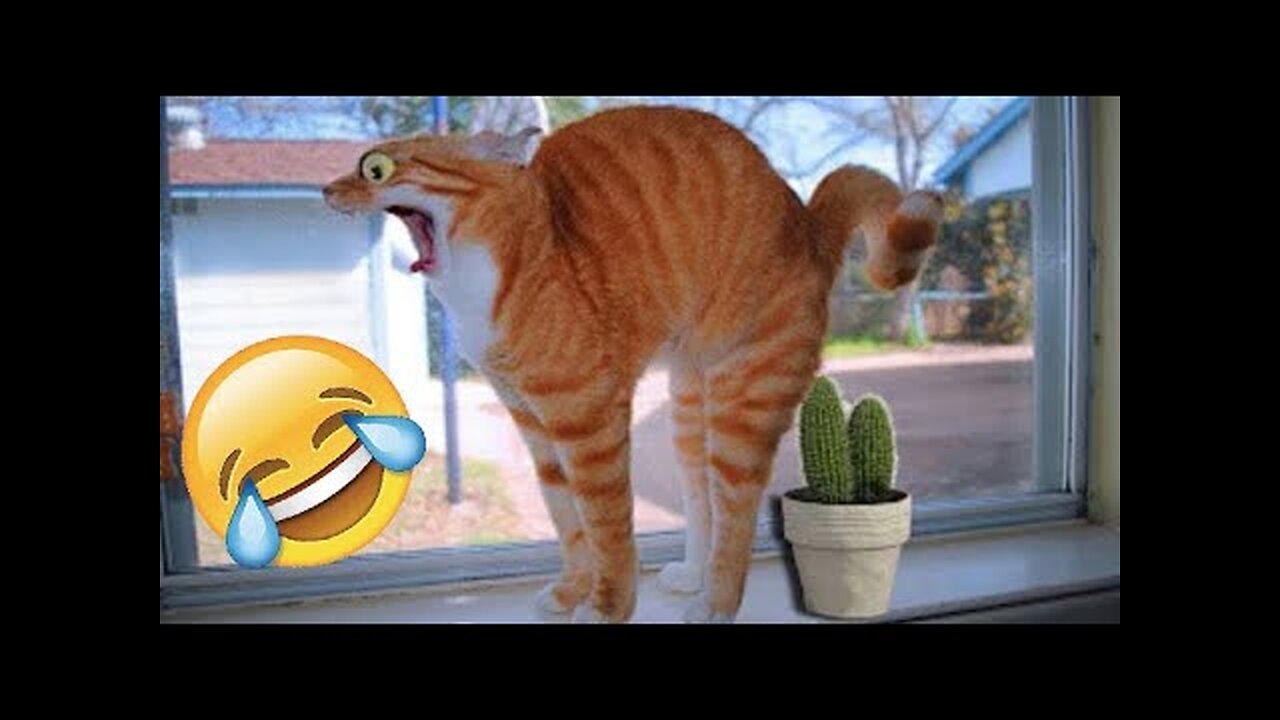 FUNNY ANIMALS 2022🐼 # 😹 Try not to laugh 😹