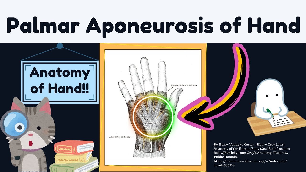 Palmar Aponeurosis of Hand Explained Easy | Upper Limb Anatomy