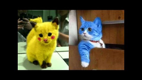 Cute And Funny Pets Try Not To Laugh To These Pets Compilation 21 @anupctg
