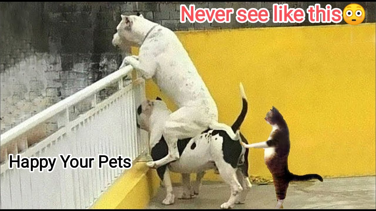 Cat 😸 Funny Cat Videos || Funniest Cats And Dogs 😸🐶 Animal Videos 2024 ||