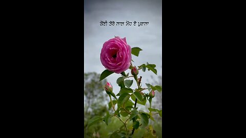 Shayari