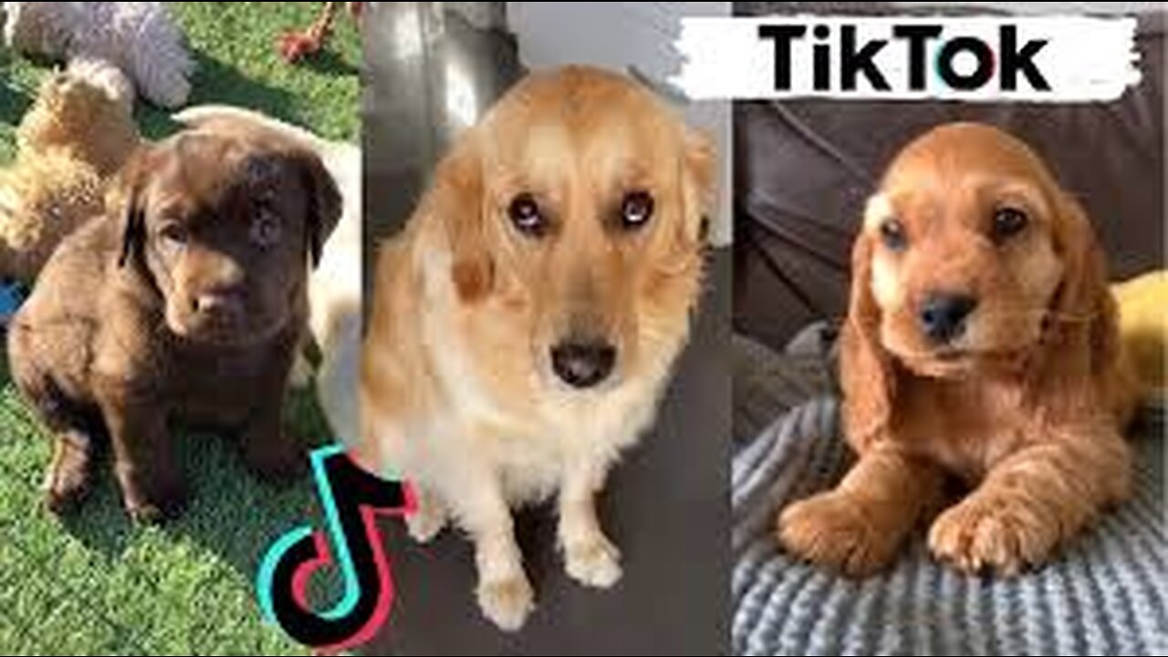 Funny Videos on TikTok.