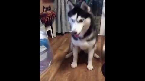 Husky doesn’t quite have a grasp on “shake”