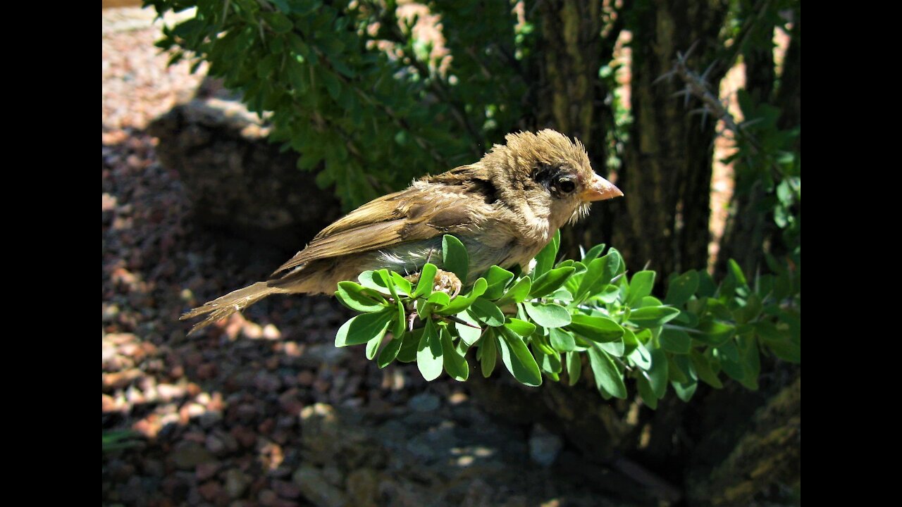 Tucson Arizona Wildlife 3