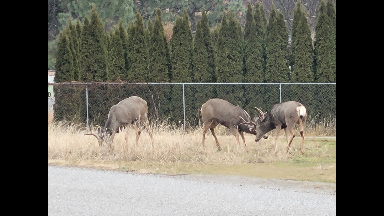 playful deers, brotherly love.