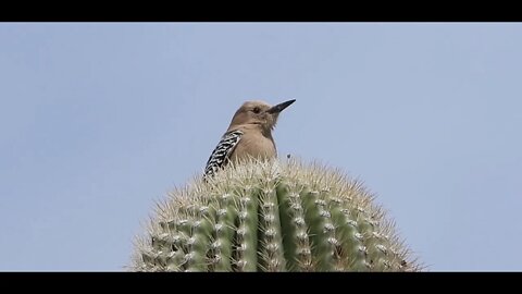Arizona Permanent Drought