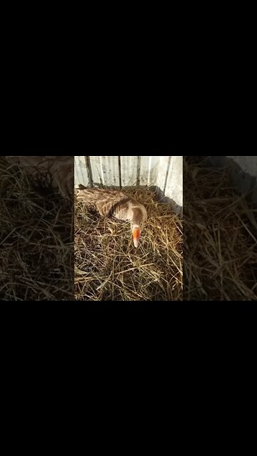 Good morning Ezras girl sitting on eggs 10th September 2022