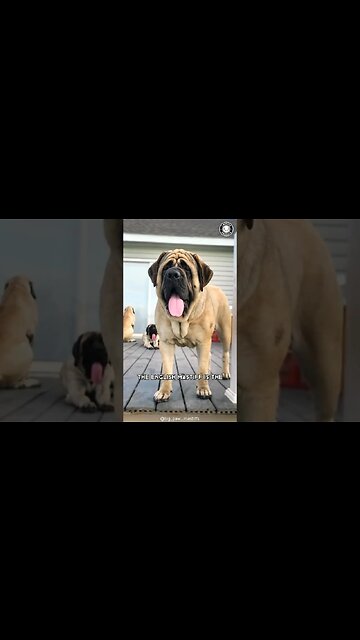 English Mastiff 💖 The Cuddliest Giant on Earth!