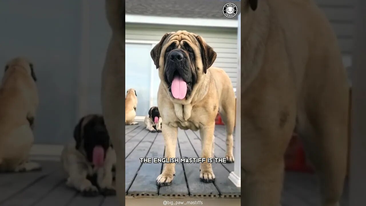 English Mastiff 💖 The Cuddliest Giant on Earth!