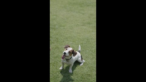 Dog Playing Fetch