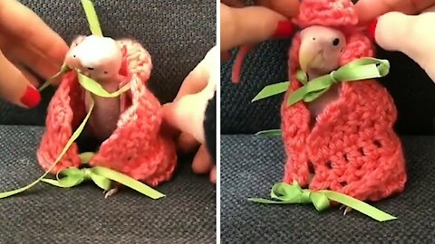 little bird being dressed by its owner