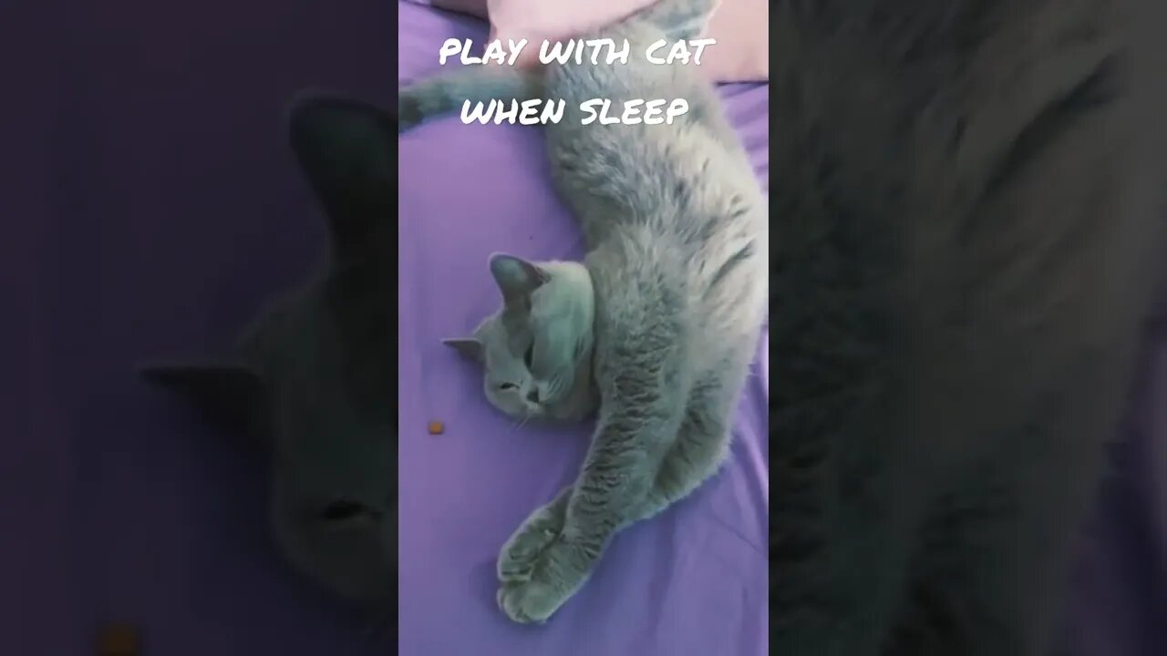 play with cat when sleep #shortcatvideo #shortclip