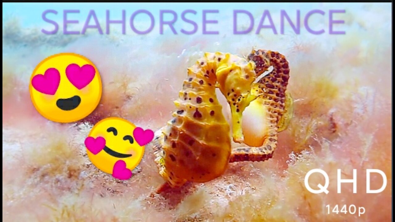 Romantic seahorse dance