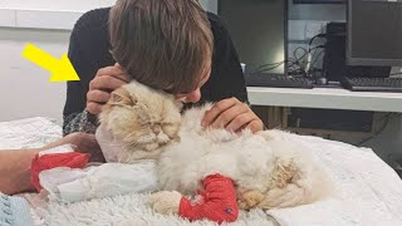 A Dying Cat, Seeing His Owner's Tears, Did The Impossible!