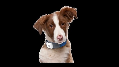 10 Best Trained & Disciplined Dogs in the World!