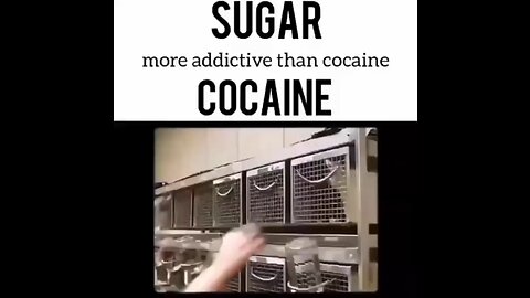 Sugar vs cocaine