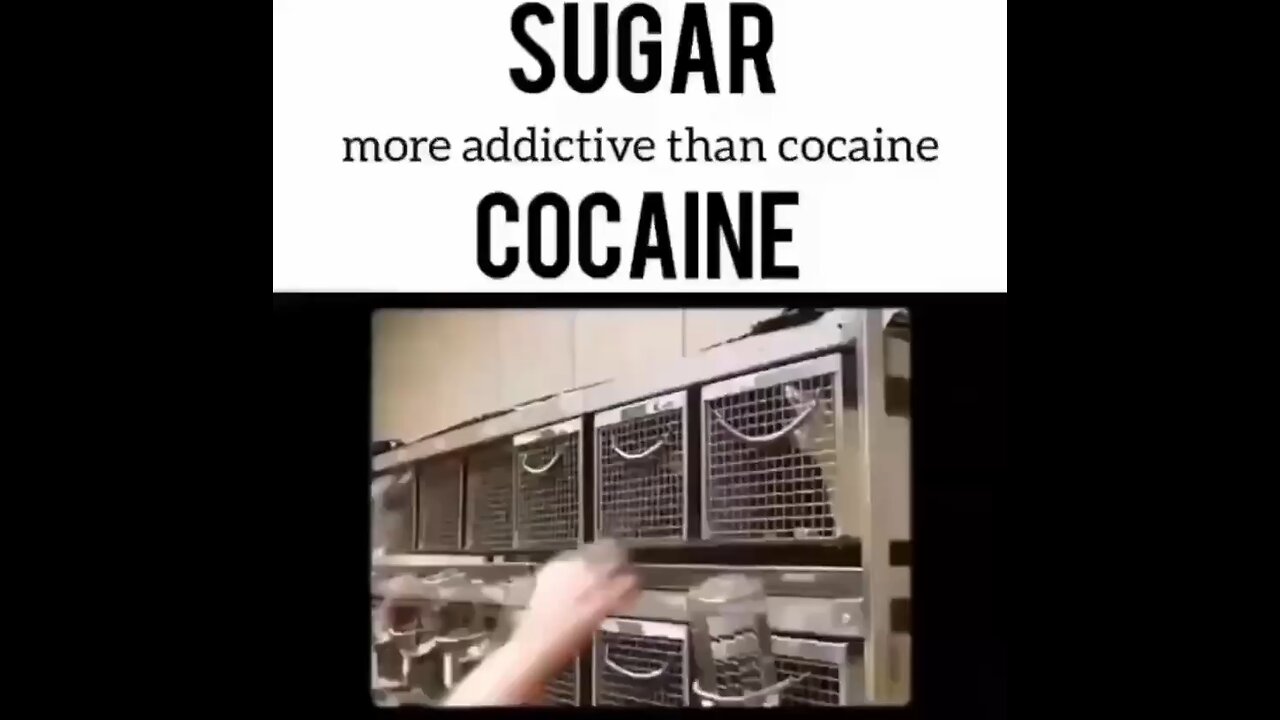 Sugar vs cocaine