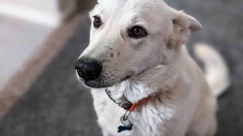Pup Misses Treat. (Filmed by Google Pixel 6 Pro)