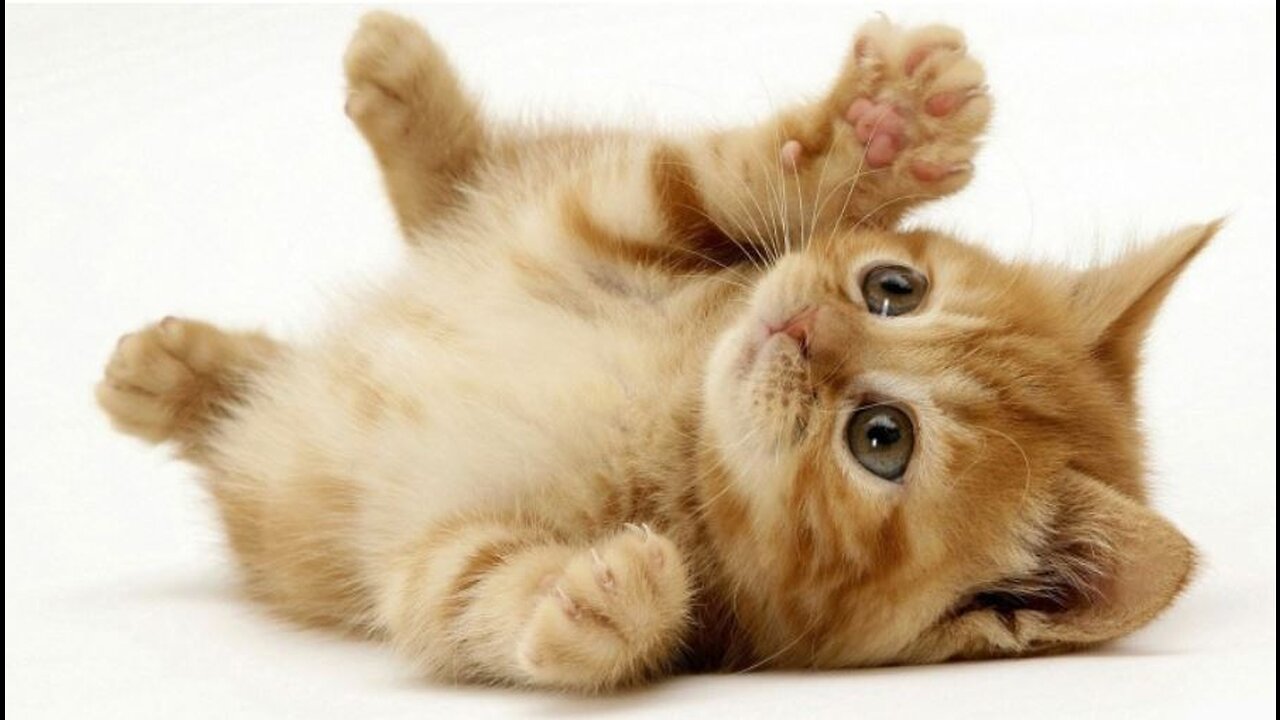 Funny animals