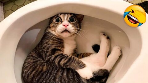 Funniest Animals Videos - best cute cats😽 and crazy dogs🐶 videos 2023 #4