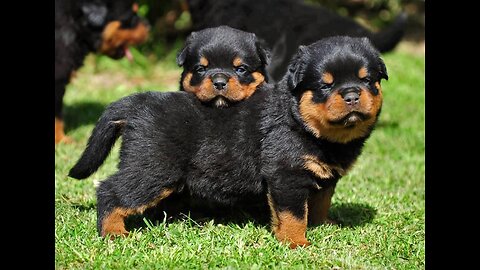 Cute Rottweiler Puppies