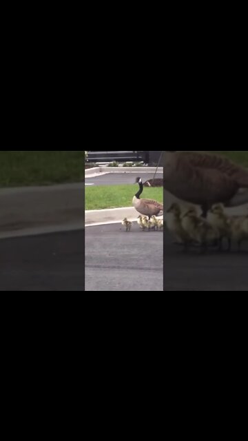 Goose Creek SC Baby Geese in Parking Lot