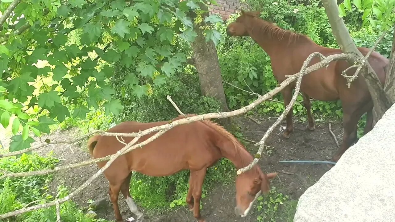 Horses just chilling
