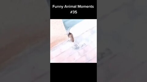 Hit 👍 & SUBSCRIBE for part 2 #compilation #funny #random #memes #funnymoments #internet #animals