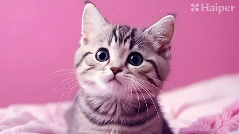 Cute Cat Gif