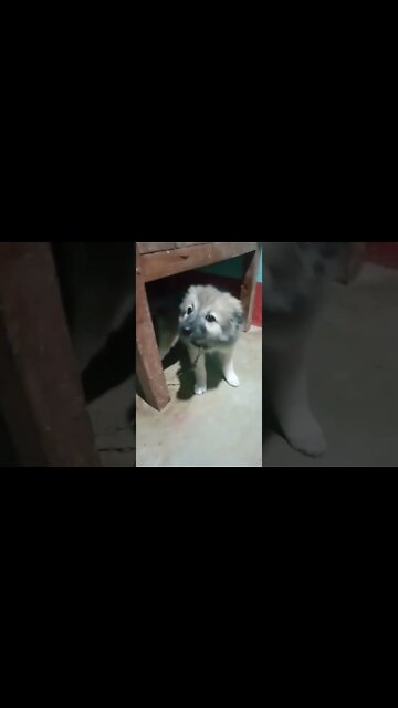 so cute puppy 🥰| happy puppy 🐈|#shorts #shortvideo #cute #dogs #puppy #firstshortvideo