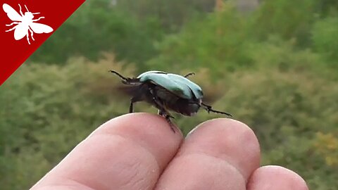 Cetonia aurata - Rose chafer - Hanneton des roses - Χρυσόμυγα - Rosenkäfer