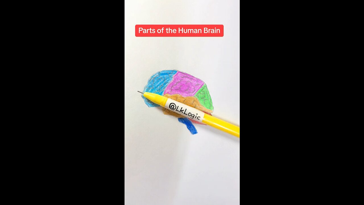 Parts Of Human Brain