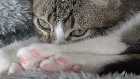 Cute Kitten Hides His Little Nose Behind His Paws