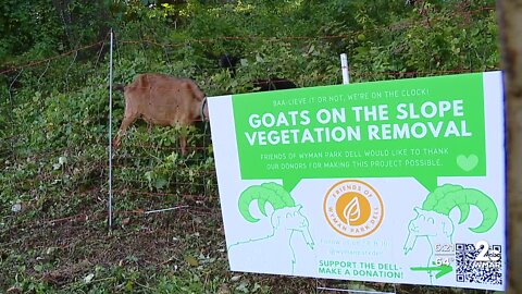 The goats are baaaa-ck to clear the vegetation at Wyman Park Dell