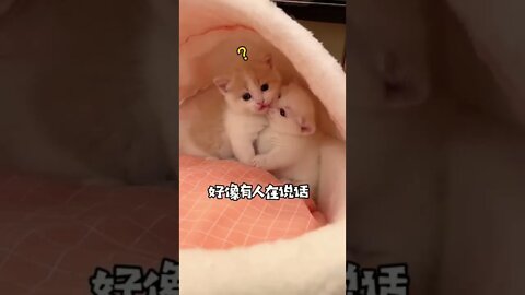 So Cutest baby Cat Have a Fun ||😻😽 #shorts #shortsfeed #youtubepets_&_animals