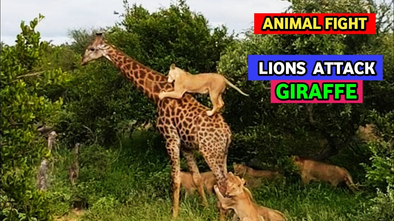 Extreme Fight Lion Vs Giraffe | Wild Animals Attack|