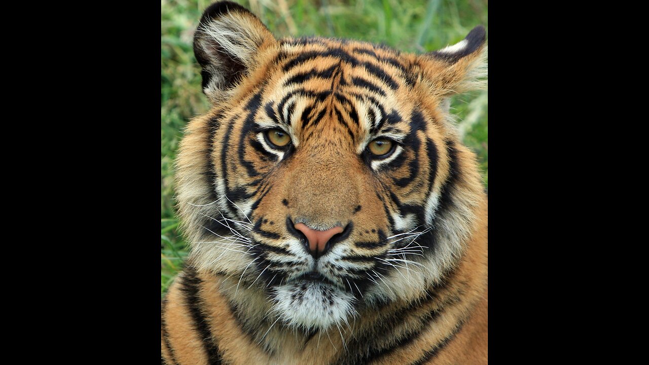 The largest and most perfect cat
