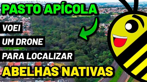 Sobrevoei para localizar o pasto apícola para as Minhas Abelhas Nativas Sem Ferrão