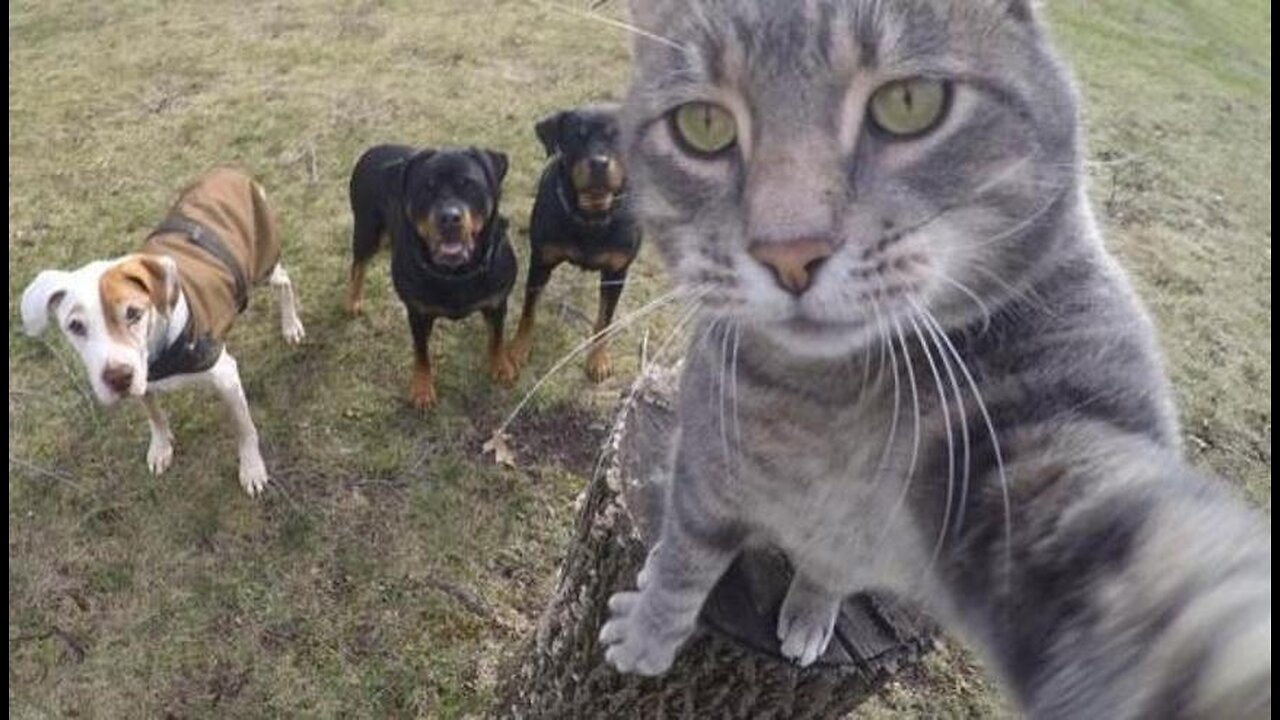 Best Funny Animal Videos 2024 😁 dogs and cat videos