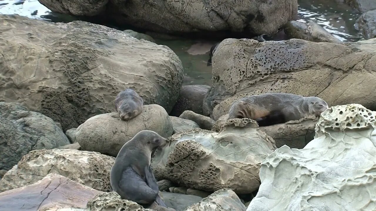 Seals in New Zealand