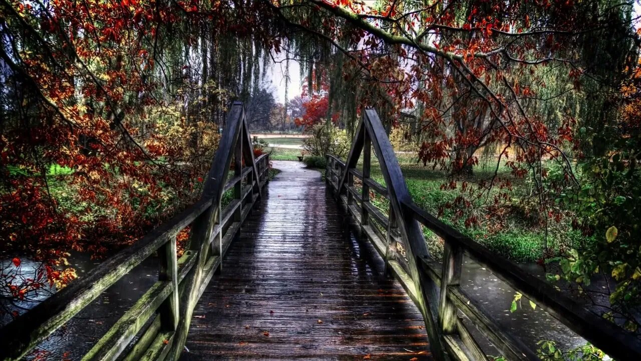 Calming rain in the park. Soothing sounds of rain for sleep.