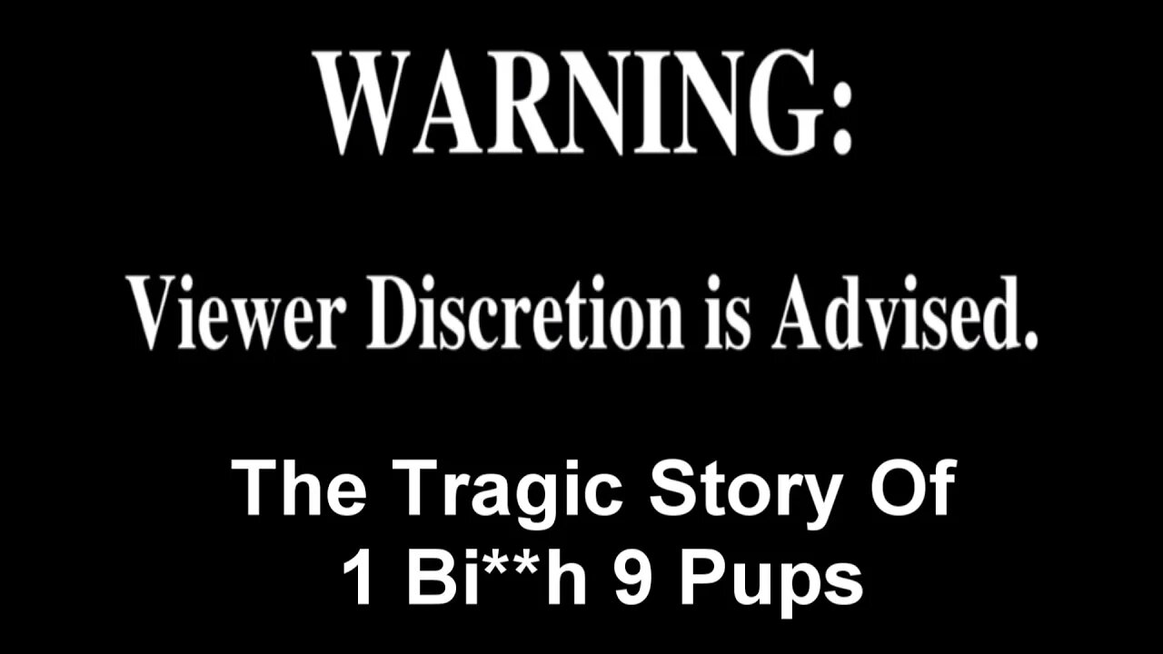 The Tragic Story Of 1 Bi**h 9 Pups - This Video Is Not For The Feint Of Heart DD REACTION!!! (BBT)
