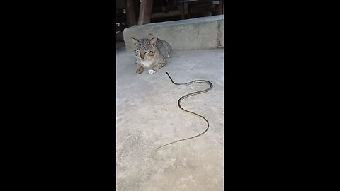 funny video viral