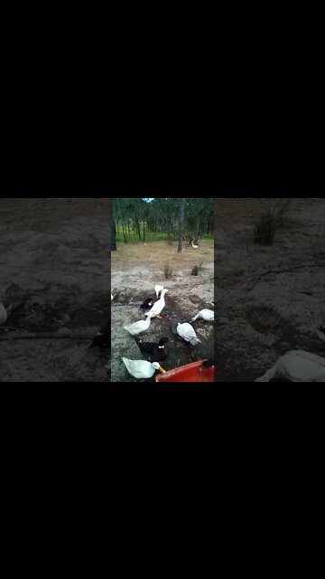 A few ducks enjoying the water