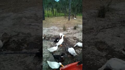 A few ducks enjoying the water