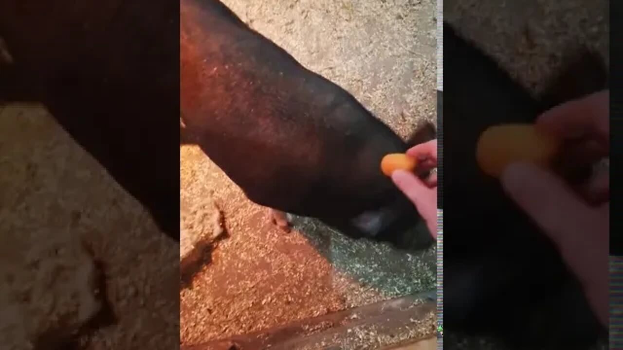 these pigs can't find the 🥕😂