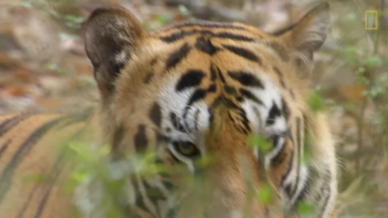 Tigers 101 | National Geographic