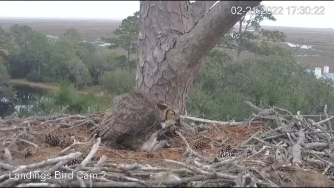 Owlet Feeding-Evening 🦉 2/21/22 17:30