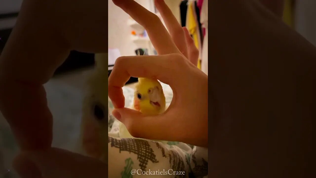 Cute Cockatiel Charlie happy moments❤️ 😍 #cockatiel