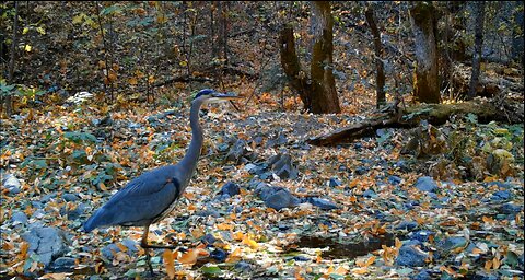 Game Cameras NORCAL 530 Area 2020